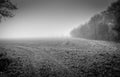 Black and white coountryside scene of fields in the mist