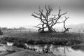 Black and white coountryside scene of lake and a barren tree