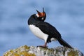 Black and white cormorant Rock Shag, Phalacrocorax magellanicus, with wide open red bill with poke out tongue, Falkland Islands Royalty Free Stock Photo