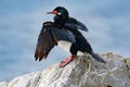 Black and white cormorant Rock Shag with red bill. Sea bird sitting on the stone. Cormorant with blue sea in the background. Sea b Royalty Free Stock Photo