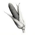 Black and White corn cob in leaf with stalk. Corn as a dish of thanksgiving for the harvest, picture on a white isolated Royalty Free Stock Photo