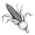 Black and White corn with leaf and stalk. Corn as a dish of thanksgiving for the harvest, a picture on a white isolated background Royalty Free Stock Photo