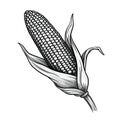 Black and White corn with leaf and stalk. Corn as a dish of thanksgiving for the harvest, a picture on a white isolated background Royalty Free Stock Photo