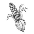 Black and White corn with leaf and stalk. Corn as a dish of thanksgiving for the harvest, a picture on a white isolated background Royalty Free Stock Photo