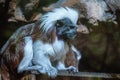 Black and white Cotton-top tamarin monkey sitting on a tree Royalty Free Stock Photo