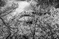 Black White Cottonwood Trees White Rock Mountain Canyonlands Needles Utah Royalty Free Stock Photo