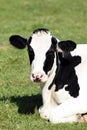 Black and white cow Royalty Free Stock Photo