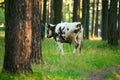 A black-white cow Royalty Free Stock Photo