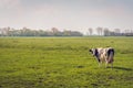 Black-and-white cow alone in a large meadow Royalty Free Stock Photo