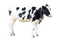 Black and white cow on a white background on a farm, farm animal, beautiful cow Royalty Free Stock Photo