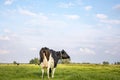 Black and white cow from behind, under a blue sky with clouds, in a green meadow Royalty Free Stock Photo