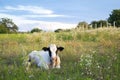 Black and white cow bull lies feeding in the green field, meadow, pasture in sunny summer day, beautiful scenic rural Royalty Free Stock Photo