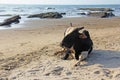 A black white cow or bull lies or rests on the beach, on the sea