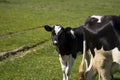 Black and white cow and calf on a summer pasture eats a grass. Royalty Free Stock Photo