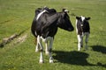 Black and white cow and calf on a summer pasture eats a grass. Royalty Free Stock Photo