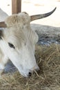 A black and white cow chewing hay behind the corral fence. Cows eat hay. Bulls eating lucerne hay from manger on farm. vertical Royalty Free Stock Photo