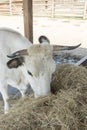 A black and white cow chewing hay behind the corral fence. Cows eat hay. Bulls eating lucerne hay from manger on farm. vertical Royalty Free Stock Photo