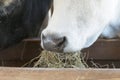 A black and white cow chewing hay behind the corral fence. Cows eat hay. Bulls eating lucerne hay from manger on farm. close up Royalty Free Stock Photo