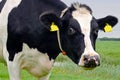 Black & white cow in close up Royalty Free Stock Photo