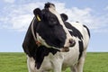 Black & white cow in close up Royalty Free Stock Photo