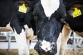 Black and white cow close-up. Dairy cattle, farming.