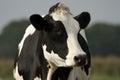 Black and white cow closeup Royalty Free Stock Photo