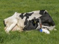 Black and white cow curled sleeping in the middle of a grassland. Royalty Free Stock Photo