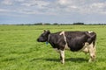 Black and white cow in a dutch landscape Royalty Free Stock Photo