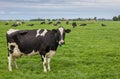 Black and white cow in a dutch landscape Royalty Free Stock Photo