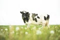 Black And White Cow Eating Grass In Spring Pasture. Cow Grazing On A Green Meadow In Spring Royalty Free Stock Photo