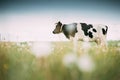 Black And White Cow Eating Grass In Spring Pasture. Cow Grazing On A Green Meadow In Spring Royalty Free Stock Photo