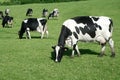 Black and white cow eating green meadow Royalty Free Stock Photo