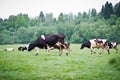 Black and white cow eating green meadow on grass Royalty Free Stock Photo