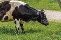 A black-and-white cow eats fresh green grass in a meadow on a sunny day. Royalty Free Stock Photo