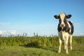 A black and white cow in the field under a blue sky and a straight horizon