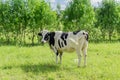 Black and white cow on a field on young trees background Royalty Free Stock Photo