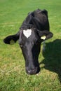 Black and white cow in fresh green grass in the Netherlands Royalty Free Stock Photo