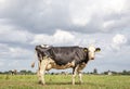 Black and white cow, friesian holstein, in the Netherlands, standing on green grass in a meadow, at the background a few cows, a Royalty Free Stock Photo