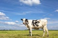 Black and white cow, friesian holstein, in the Netherlands, standing on green grass in a meadow, pasture, at the background a blue Royalty Free Stock Photo