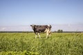 Black and white cow, friesian holstein, in the Netherlands, standing in a meadow, full udders and a blue sky Royalty Free Stock Photo