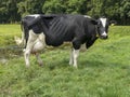 Black and white cow, with full udders, frisian holstein, standing at a green tree background