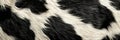 Black and white cow fur texture. Intricate patterns, soft fibers