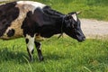 A black and white cow grazes on farmland with green grass on a sunny day. Royalty Free Stock Photo