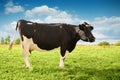 A black and white cow grazes in a pasture, on a green grass field, in the summer. In the meadow a young cow eats grass. Concept of