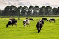 Black and white cow grazing farm cattle Royalty Free Stock Photo