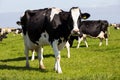 Black and white cow grazing farm cattle Royalty Free Stock Photo