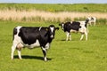 Black and white cow grazing farm cattle Royalty Free Stock Photo