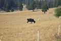 Black and white cow grazing.