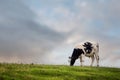 Black and white cow grazing green fresh grass in a field, Cloudy sky in the background. Mountain area. Agriculture industry. Royalty Free Stock Photo