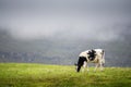 Black and white cow grazing green fresh grass in a field, Cloudy sky in the background. Mountain area in a fog in the background. Royalty Free Stock Photo